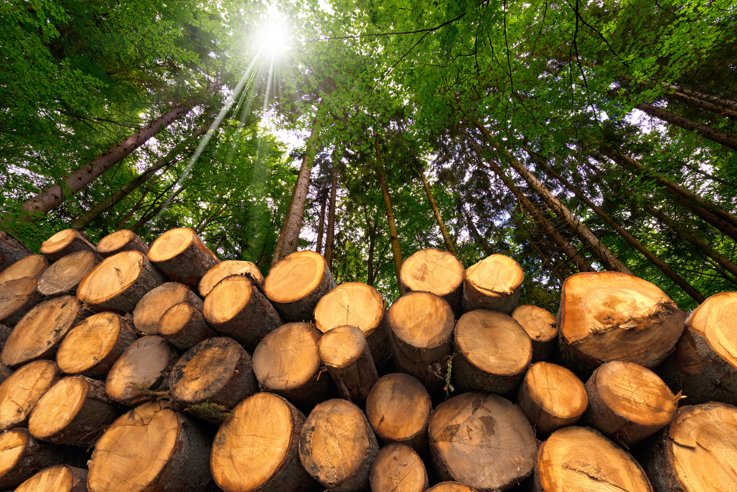 Produção sustentável para manter a floresta em pé